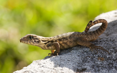 gecko lizard sunning itself on wall by conch shell