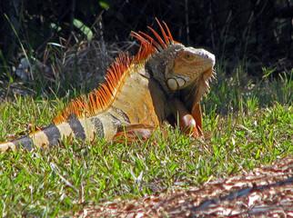 an exotic lizard iguana sighted in Florida