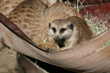 Meerkat