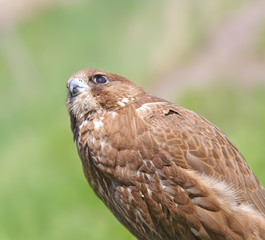 Falcon