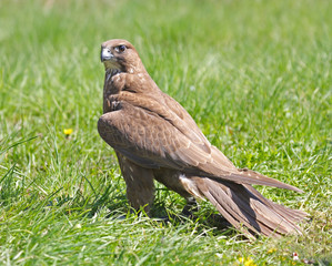 Falcon