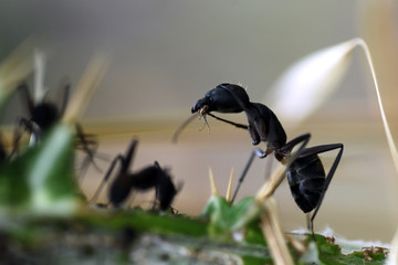 fourmi mangeant un insecte