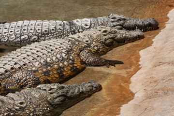 crocodiles lying in the water in the middle of the day