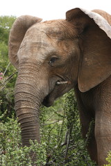 elephant standing and eating a short branch