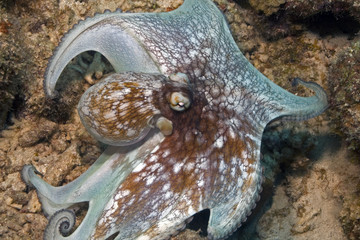 Octopus