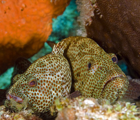 Two groupers