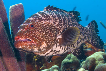 Tiger Grouper