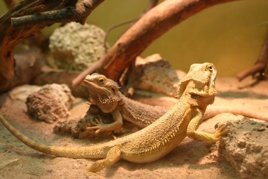 Bartagamen (Pogona)