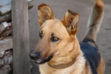 Dog