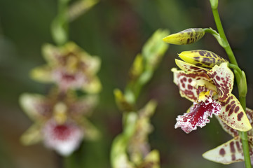Orchideen Zuchtformen