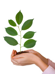 Green plant in women hands, isolated on white background