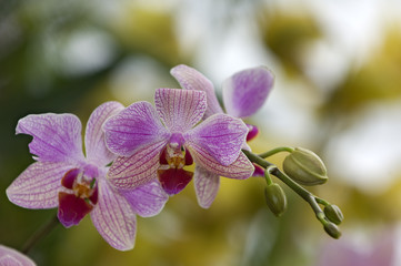 Orchideen Zuchtformen