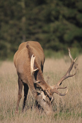 Deer at the rutting time at Jedburgh Scotland