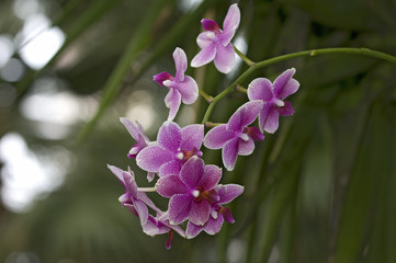 Obraz premium Orchideen Zuchtformen