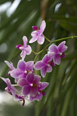 Fototapeta na wymiar Formularze Orchideenzucht
