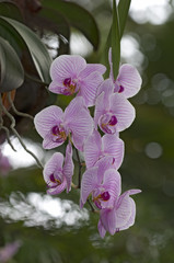 Orchideen Zuchtformen