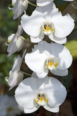 Fototapeta na wymiar Formularze Orchideenzucht
