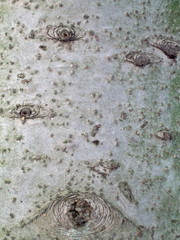 Fir bark texture with disseminations