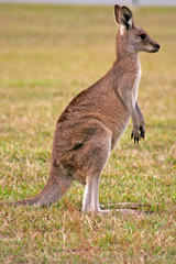 Kangaroo..