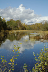 Autumn landscape at wood lake