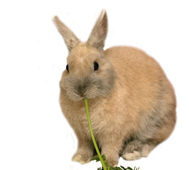 Osterhäschen beim fressen