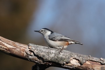 Nuthatch 2