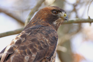 Red-tailed Hawk