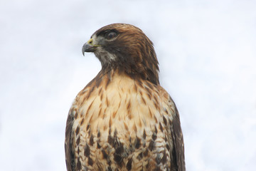 Red-tailed Hawk - Close-up