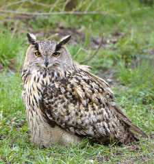 Eagle owl