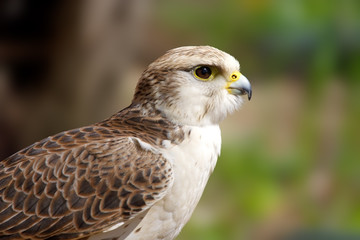 Falcon