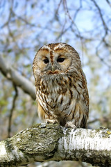Owl