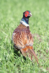 Common Pheasant ( Phasianus colchicus ). Russia, Voronezh area.