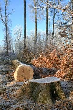arbre abattu