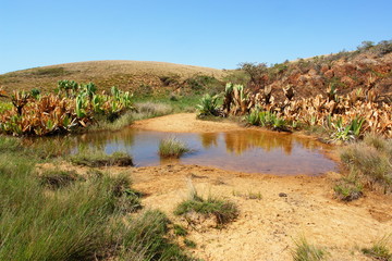 marecage et savane tropicale