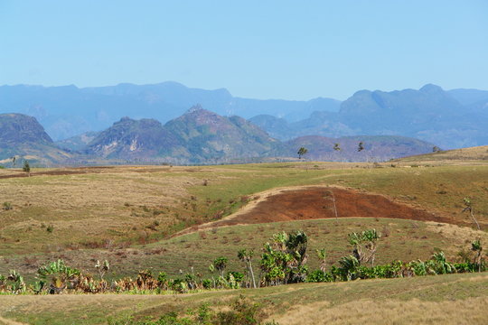 arbres du voyageur dans savane tropicale