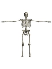 human skeleton