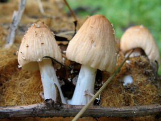 Mushrooms born in a pine trunk, natural state