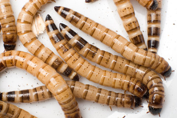 Viele Mehlwürmer krabbeln auf weissem Hintergrund