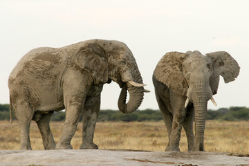 Elefanten an Wasserstelle in Nxai Pan