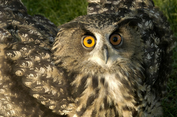 owl sitting in the grass 