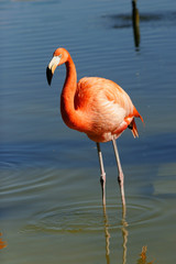 PINK FLAMINGO