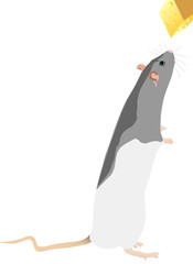 rat with cheese