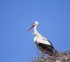 White Stork ( Ciconia ciconia ) on the nest.