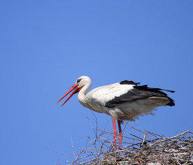 White Stork ( Ciconia ciconia ) on the nest.