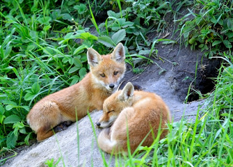 Red Fox ( Vulpes vulpes )
