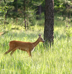 Roedeer ( Capreolus capreolus ) over the forest background