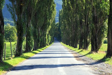 Allee