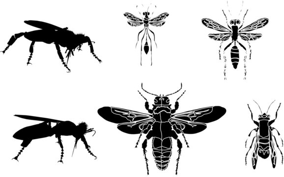 wasp silhouettes collection