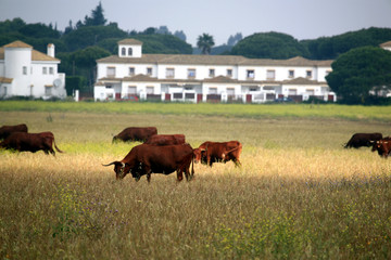 cattles on a finca area