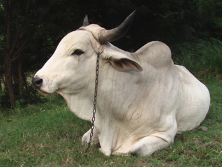 Zébu martiniquais au tiers